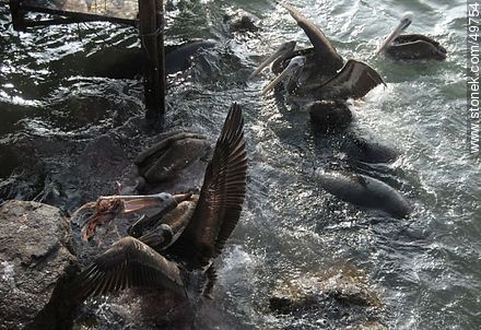 Lobos marinos y pelícanos disputándose el alimento - Chile - Otros AMÉRICA del SUR. Foto No. 49754