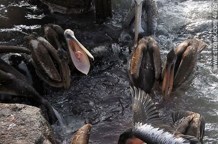Marine wolves and pelicans fighting over food - Chile - Others in SOUTH AMERICA. Photo #49751