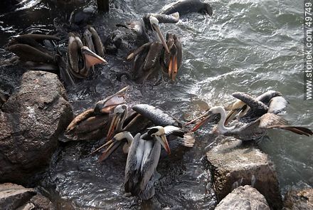 Lobos marinos y pelícanos disputándose el alimento - Chile - Otros AMÉRICA del SUR. Foto No. 49749