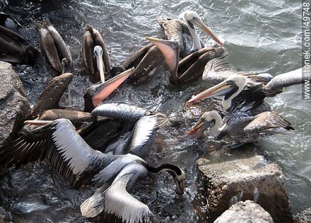 Marine wolves and pelicans fighting over food - Chile - Others in SOUTH AMERICA. Photo #49748