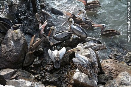 Lobos marinos y pelícanos disputándose el alimento - Chile - Otros AMÉRICA del SUR. Foto No. 49746