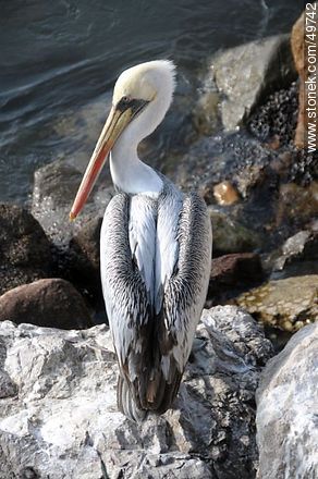 Adult pelican on the rocks of the port of Arica - Chile - Others in SOUTH AMERICA. Photo #49742