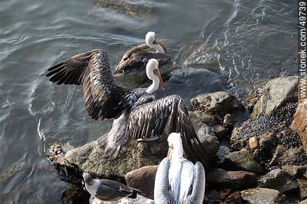 Marine wolves and pelicans fighting over food - Chile - Others in SOUTH AMERICA. Photo #49739