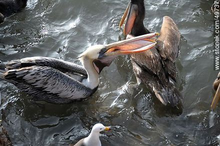 Marine wolves and pelicans fighting over food - Chile - Others in SOUTH AMERICA. Photo #49737