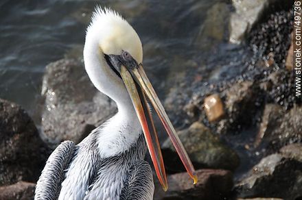 Adult pelican - Chile - Others in SOUTH AMERICA. Photo #49736