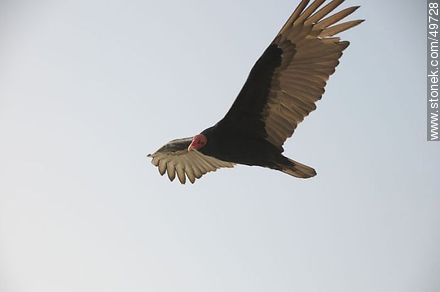 Jote o cuervo de cabeza colorada - Chile - Otros AMÉRICA del SUR. Foto No. 49728