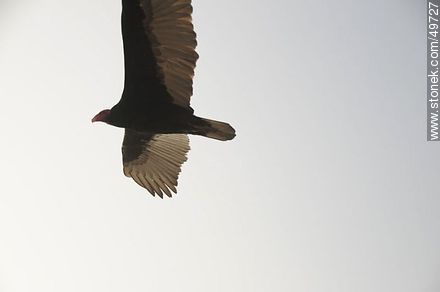 Jote o cuervo de cabeza colorada - Chile - Otros AMÉRICA del SUR. Foto No. 49727