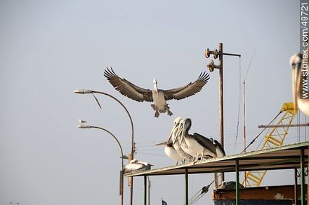Pelícanos en el puerto de Arica - Chile - Otros AMÉRICA del SUR. Foto No. 49721