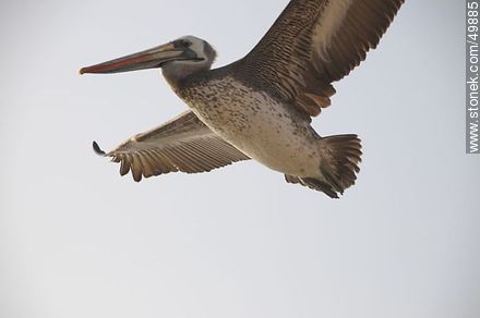 Flying pelican - Fauna - MORE IMAGES. Photo #49885