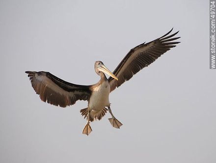 Pelican in flight - Chile - Others in SOUTH AMERICA. Photo #49704