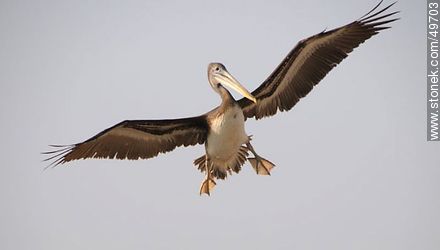 Pelican in flight - Chile - Others in SOUTH AMERICA. Photo #49703