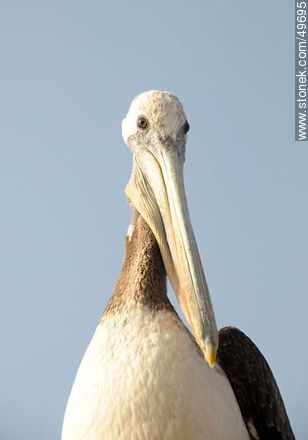 Pelican in the port of Arica. - Chile - Others in SOUTH AMERICA. Photo #49695