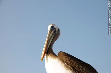 Pelican in the port of Arica. - Chile - Others in SOUTH AMERICA. Photo #49687