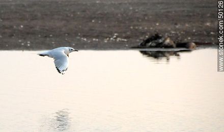 Aves en el humedal de la desembocadura del Río Lluta. - Chile - Otros AMÉRICA del SUR. Foto No. 50126