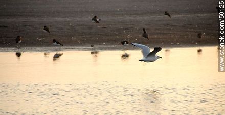 Wetland birds in the river mouth Lluta.  - Chile - Others in SOUTH AMERICA. Photo #50125