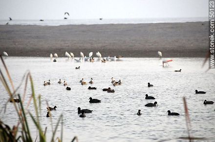Wetland birds in the river mouth Lluta. Herons, Flamingos, Ducks, Silver Teal, Gulls, Coots. - Chile - Others in SOUTH AMERICA. Photo #50123