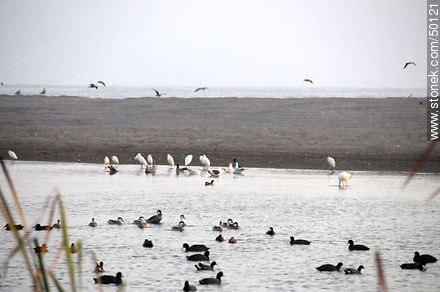 Wetland birds in the river mouth Lluta. Herons, Flamingos, Ducks, Silver Teal, Gulls, Coots. - Chile - Others in SOUTH AMERICA. Photo #50121