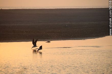 Aves en el humedal de la desembocadura del Río Lluta. Rayadores dejando el surco en el agua. - Chile - Otros AMÉRICA del SUR. Foto No. 50116