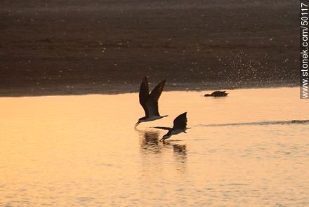 Aves en el humedal de la desembocadura del Río Lluta. Rayadores. - Chile - Otros AMÉRICA del SUR. Foto No. 50117