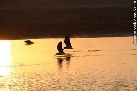 Aves en el humedal de la desembocadura del Río Lluta. Rayadores o Picos Tijera. - Chile - Otros AMÉRICA del SUR. Foto No. 50118