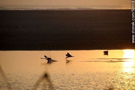 Wetland birds in the river mouth Lluta. Flock of Black Skimmers. - Chile - Others in SOUTH AMERICA. Photo #50113