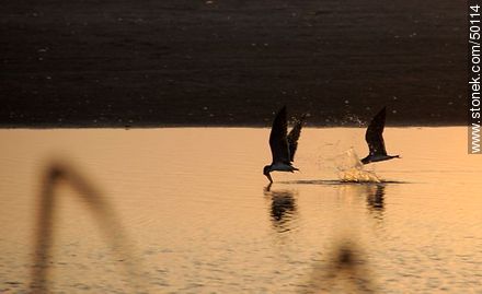 Aves en el humedal de la desembocadura del Río Lluta. Rayadores dejando el surco en el agua. - Chile - Otros AMÉRICA del SUR. Foto No. 50114