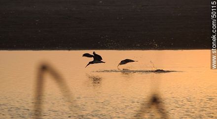 Aves en el humedal de la desembocadura del Río Lluta. Rayadores dejando el surco en el agua. - Chile - Otros AMÉRICA del SUR. Foto No. 50115
