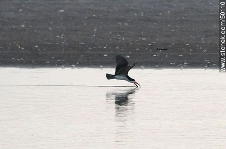 Wetland birds in the river mouth Lluta. Black Skimmer leaving a furrow in the water. - Chile - Others in SOUTH AMERICA. Photo #50110