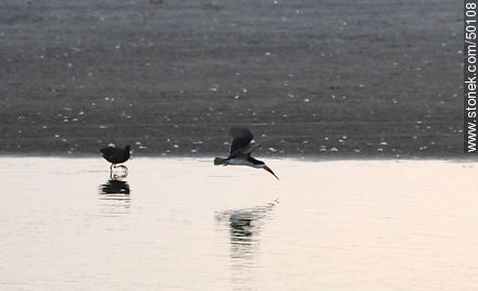 Wetland birds in the river mouth Lluta. Flock of Black Skimmers. - Chile - Others in SOUTH AMERICA. Photo #50108