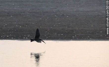 Aves en el humedal de la desembocadura del Río Lluta. Rayador o Pico Tijera. - Chile - Otros AMÉRICA del SUR. Foto No. 50109