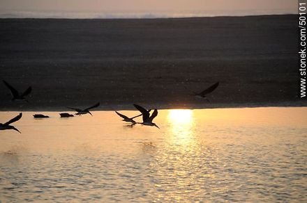 Aves en el humedal de la desembocadura del Río Lluta. Bandada de Rayadores o Picos Tijera. - Chile - Otros AMÉRICA del SUR. Foto No. 50101