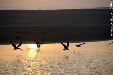 Aves en el humedal de la desembocadura del Río Lluta. Bandada de Rayadores o Picos Tijera. - Chile - Otros AMÉRICA del SUR. Foto No. 50098