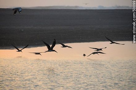 Aves en el humedal de la desembocadura del Río Lluta. Bandada de Rayadores o Picos Tijera. - Chile - Otros AMÉRICA del SUR. Foto No. 50099