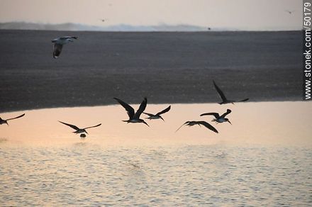 Aves en el humedal de la desembocadura del Río Lluta. Bandada de rayadores - Chile - Otros AMÉRICA del SUR. Foto No. 50179