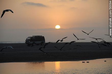 Aves en el humedal de la desembocadura del Río Lluta. - Chile - Otros AMÉRICA del SUR. Foto No. 50094
