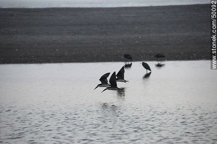 Aves en el humedal de la desembocadura del Río Lluta.  Rayadores o Picos Tijera. - Chile - Otros AMÉRICA del SUR. Foto No. 50092