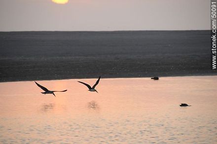 Aves en el humedal de la desembocadura del Río Lluta. Rayadores o Picos Tijera. - Chile - Otros AMÉRICA del SUR. Foto No. 50091