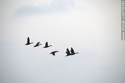 Aves en el humedal de la desembocadura del Río Lluta. - Chile - Otros AMÉRICA del SUR. Foto No. 50089