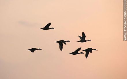 Aves en el humedal de la desembocadura del Río Lluta. - Chile - Otros AMÉRICA del SUR. Foto No. 50086