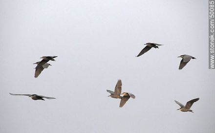 Aves en el humedal de la desembocadura del Río Lluta.  Garzas brujas en vuelo. - Chile - Otros AMÉRICA del SUR. Foto No. 50085