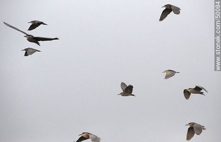 Aves en el humedal de la desembocadura del Río Lluta.  Garzas brujas en vuelo. - Chile - Otros AMÉRICA del SUR. Foto No. 50084