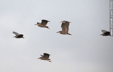 Aves en el humedal de la desembocadura del Río Lluta.  Garzas brujas en vuelo. - Chile - Otros AMÉRICA del SUR. Foto No. 50083