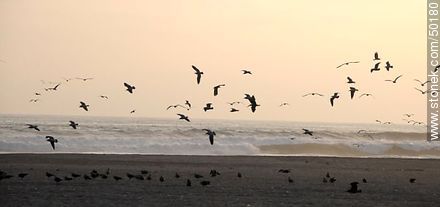 Aves en el humedal de la desembocadura del Río Lluta. - Chile - Otros AMÉRICA del SUR. Foto No. 50180