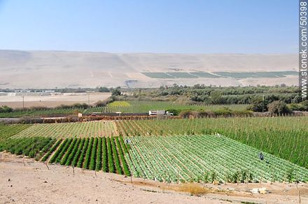 Plantaciones en el Valle de Azapa - Chile - Otros AMÉRICA del SUR. Foto No. 50398