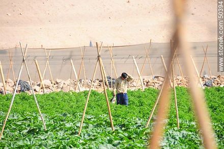 Plantaciones en el Valle de Azapa. Campesino inspeccionando sus cultivos. - Chile - Otros AMÉRICA del SUR. Foto No. 50394