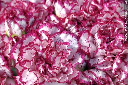 Carnations of Azapa. - Chile - Others in SOUTH AMERICA. Photo #50324