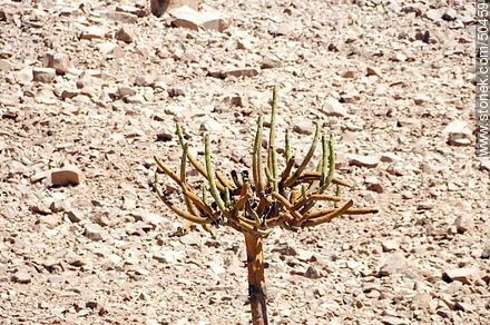 Cardón o Cactus Candelaria. - Chile - Otros AMÉRICA del SUR. Foto No. 50459