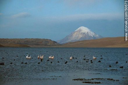 Lake Chungará (Chile) and Volcano Sajama (Bolivia). Giant coots and Chilean flamingos. - Chile - Others in SOUTH AMERICA. Photo #50673
