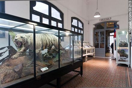 Museo de Historia Natural del IAVA - Departamento de Montevideo - URUGUAY. Foto No. 51213