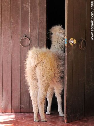Curious llama cria - Fauna - MORE IMAGES. Photo #51388